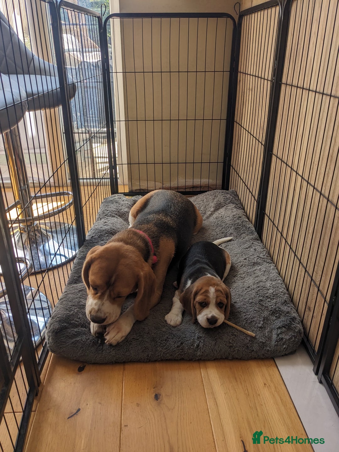 Beagle dogs for sale: Adorable Tricolour Female Beagle for sale  - Image 2