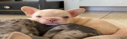 French Bulldog dogs for sale: TOP QUALITY FRENCH BULLDOG PUPPIES - Advert 5