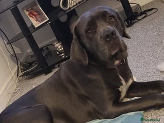 Mixed Breed dogs Her name is pip - Advert 1