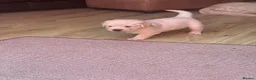 Golden Retriever dogs for sale: Golden retriever puppies - Advert 6