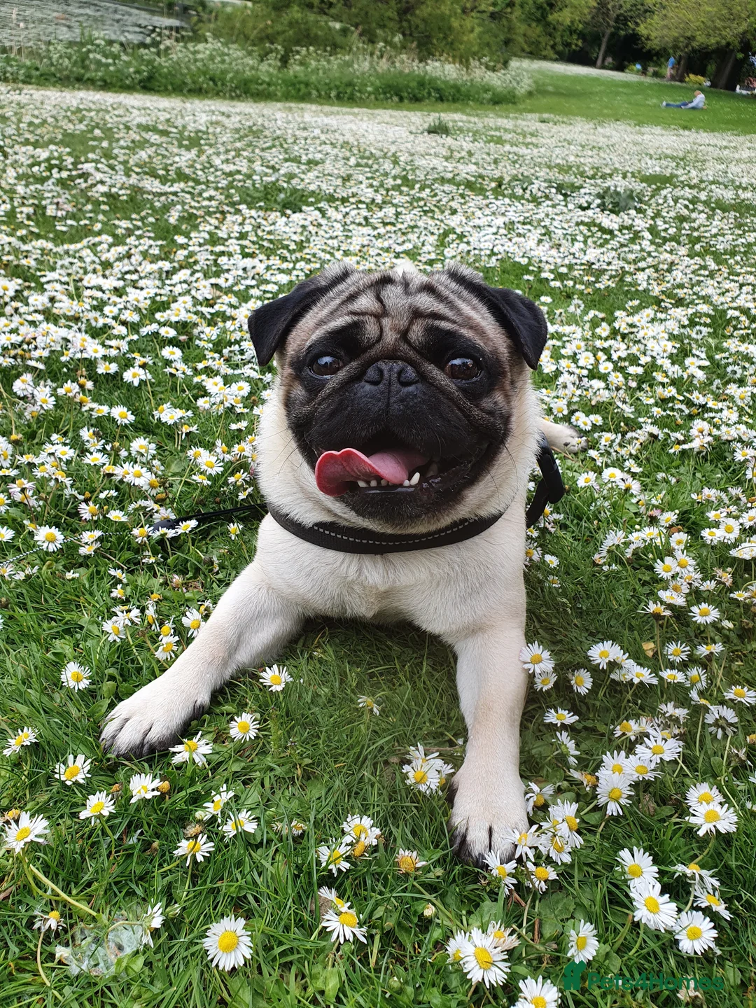 Pug dogs for sale: Two beautiful pugs - Advert 8