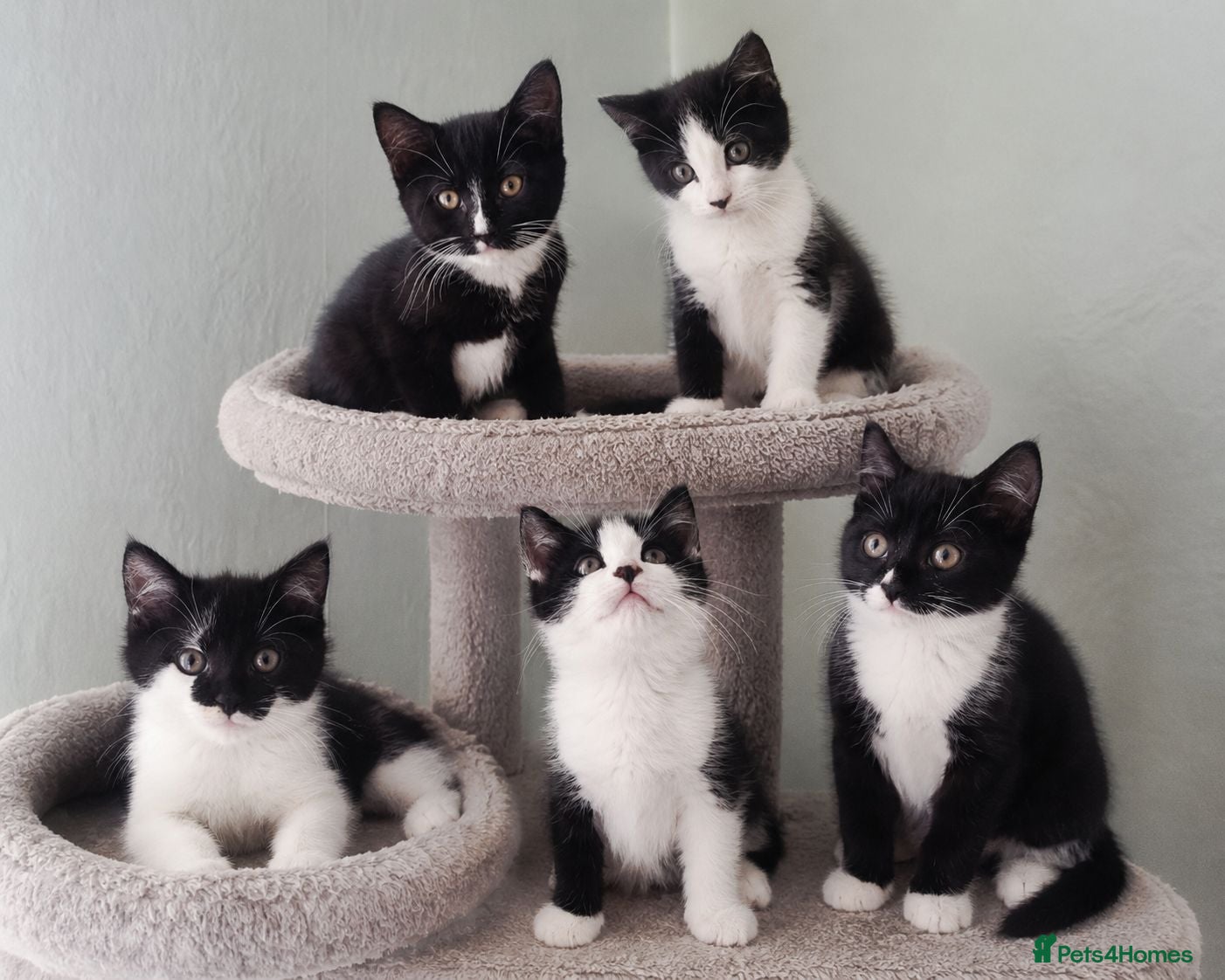 Russian Blue cats Blue Russian Tuxedo mixed breed kittens - Advert 1