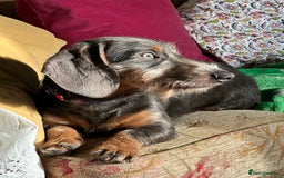 Dachshund dogs for stud: Standard Wire-haired Dachshund for stud - Image 4