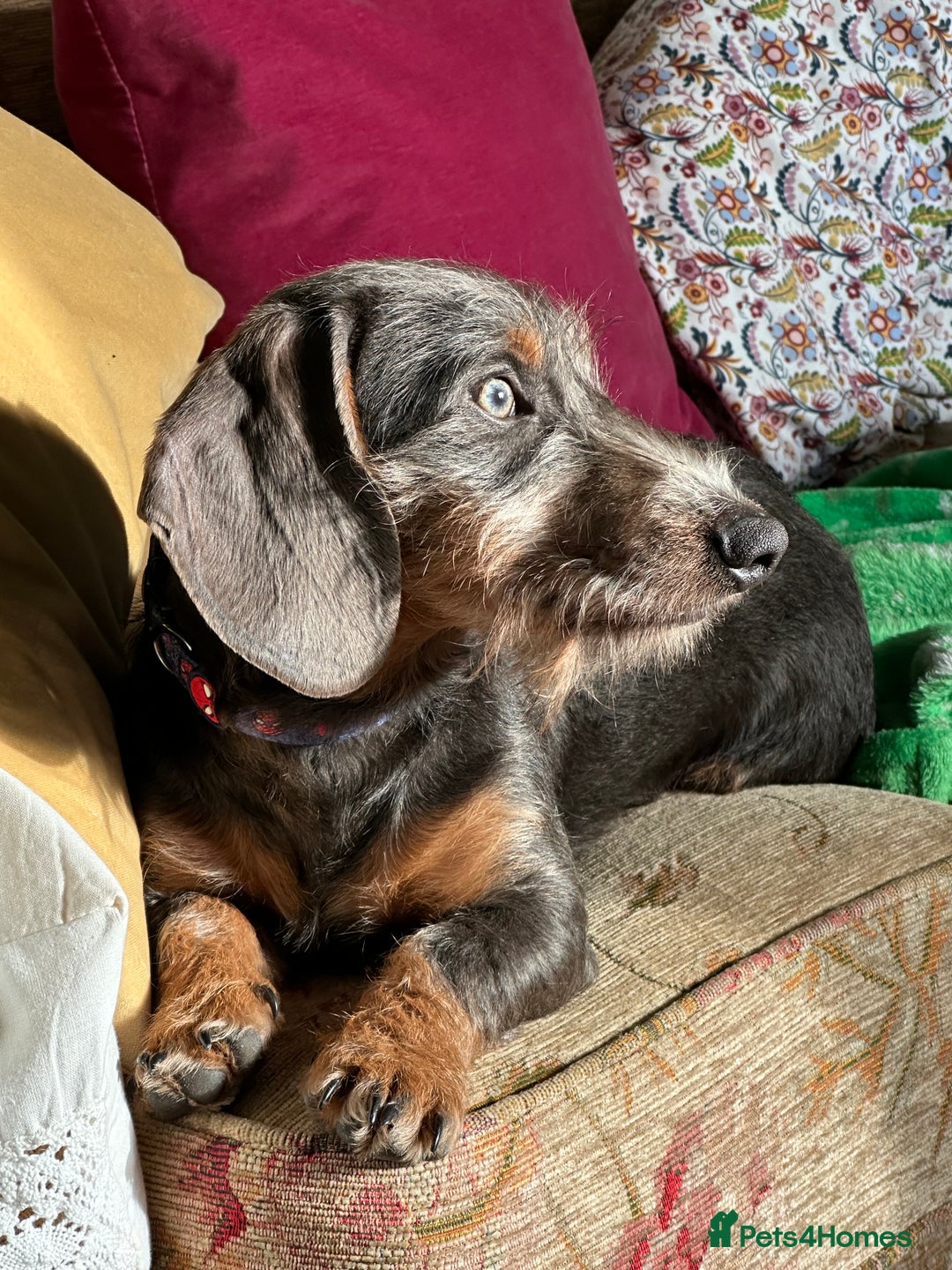 Dachshund dogs for stud: Standard Wire-haired Dachshund for stud - Image 4