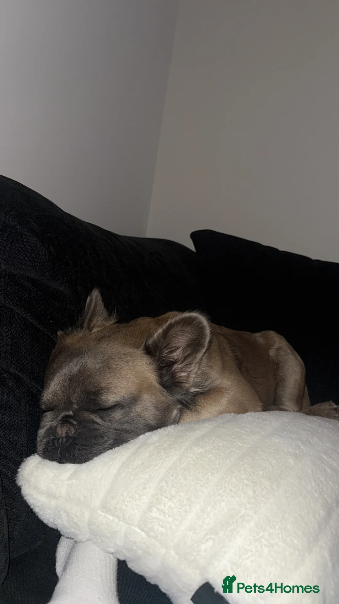 French Bulldog dogs for sale: Fluffy French Bulldog  in Nottingham - Advert 5