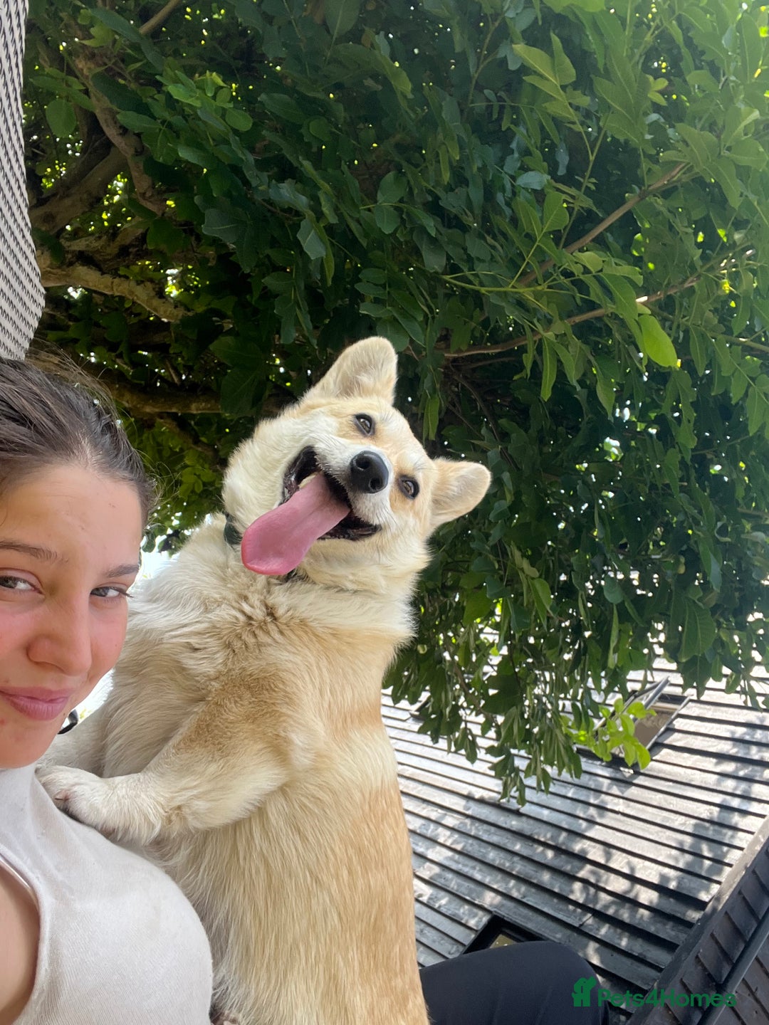 Welsh Corgi Pembroke dogs for sale: Absolutely gorgeous Corgi Puppy  - Advert 7