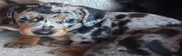 Miniature Dachshund dogs for sale: Miniature dachshunds - Advert 13