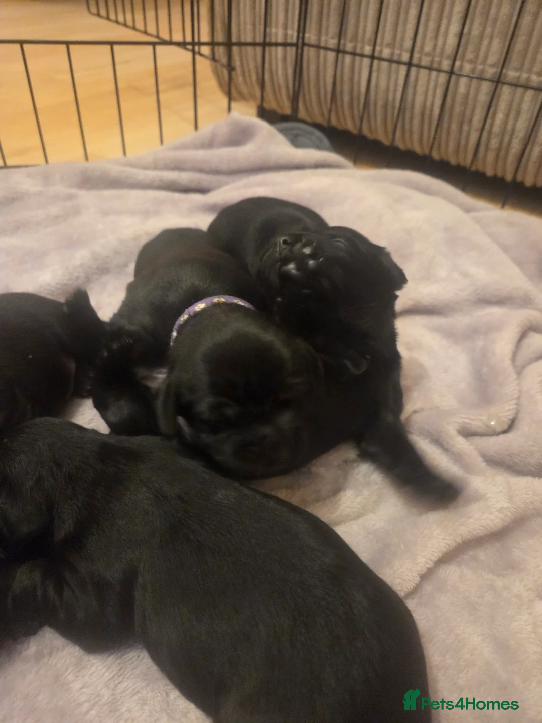 Mixed Breed dogs for sale: Docker cocker spaniel x miniature dachshund - Advert 6