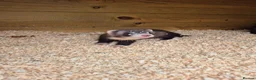 Ferret rodents for sale: Ferret kits for sale in Mansfield - Advert 8