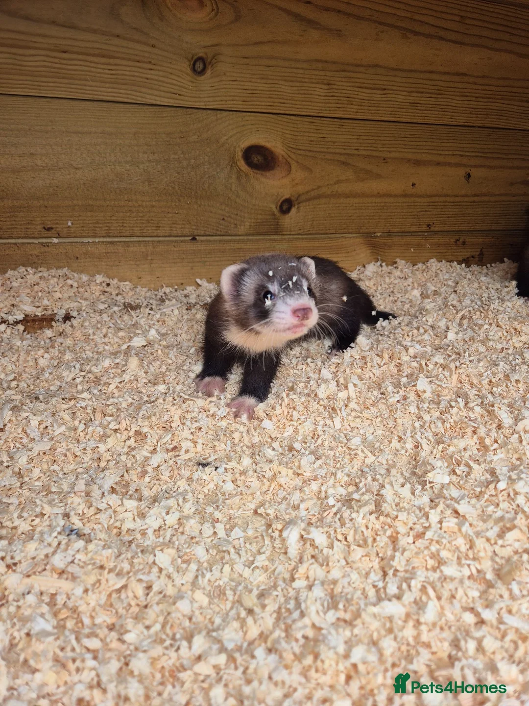 Ferret rodents for sale: Ferret kits for sale in Mansfield - Advert 8