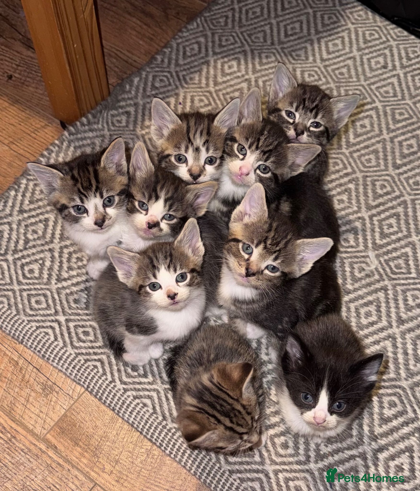 Domestic Shorthair cats 10 adorable kittens — 6 girls and 4 boys ☺️ - Advert 1