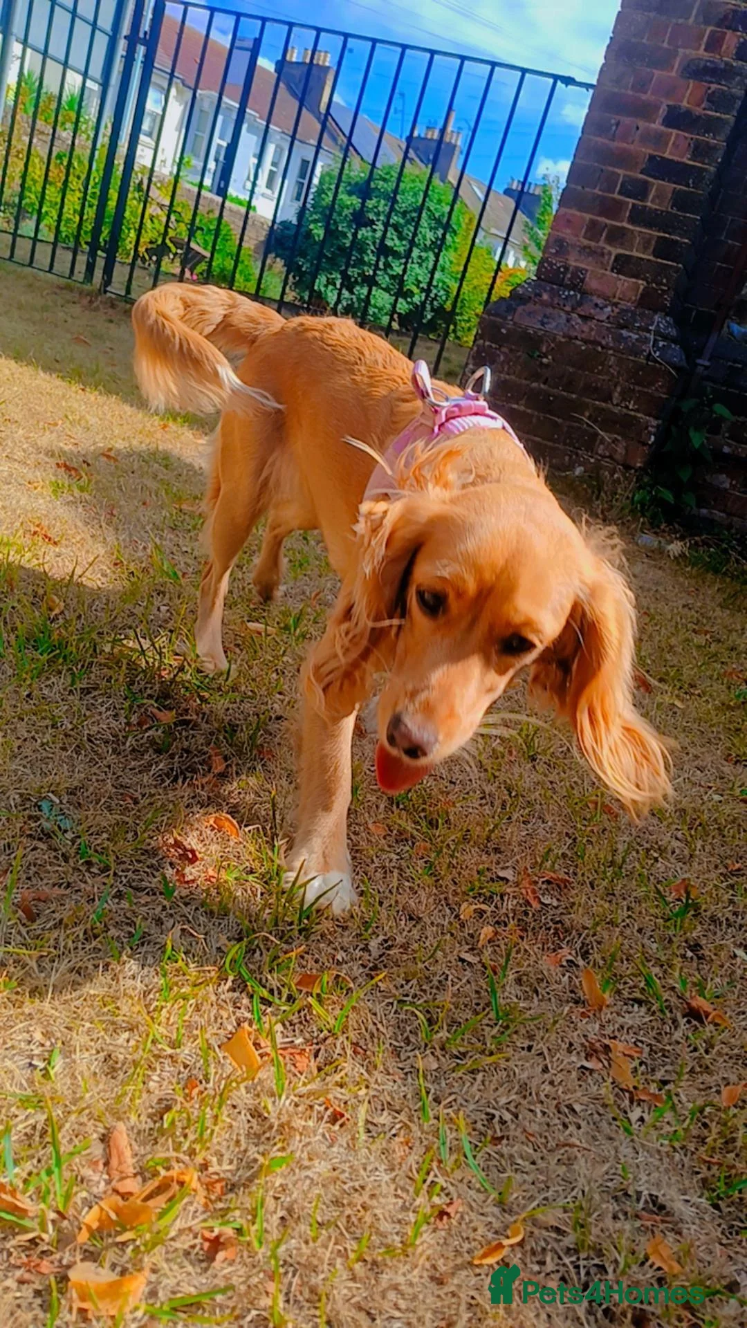 Mixed Breed dogs for sale: Evie  in Caterham - Advert 10