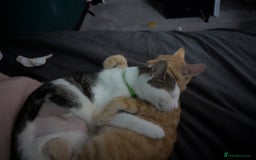Mixed Breed cats for sale: Beautiful 11 month female cat - Image 4