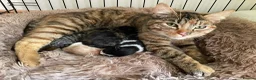 Mixed Breed cats for sale: Kittens for sale in Bridport - Advert 12