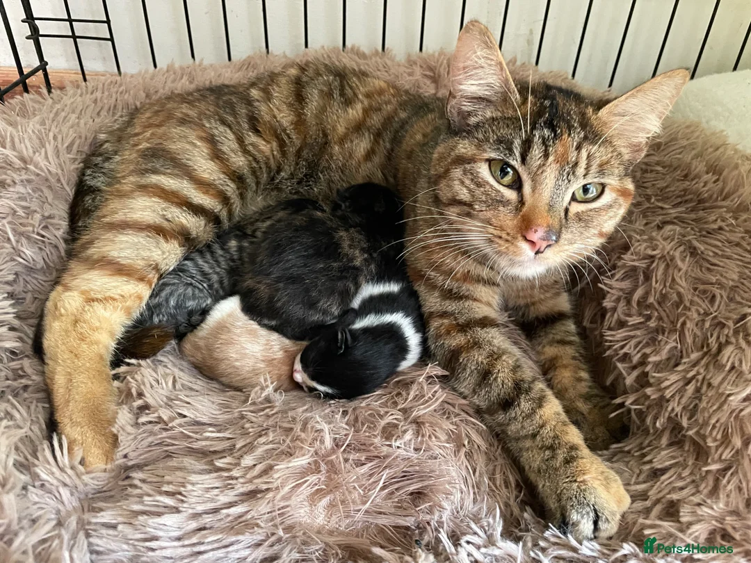 Mixed Breed cats for sale: Kittens for sale in Bridport - Advert 12