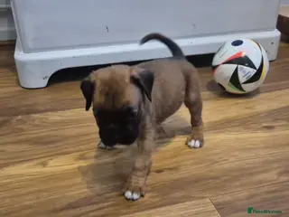 Boxer dogs STUNNING KC BOXER PUPPIES WITH CHAMPION BLOODLINES - Advert 2