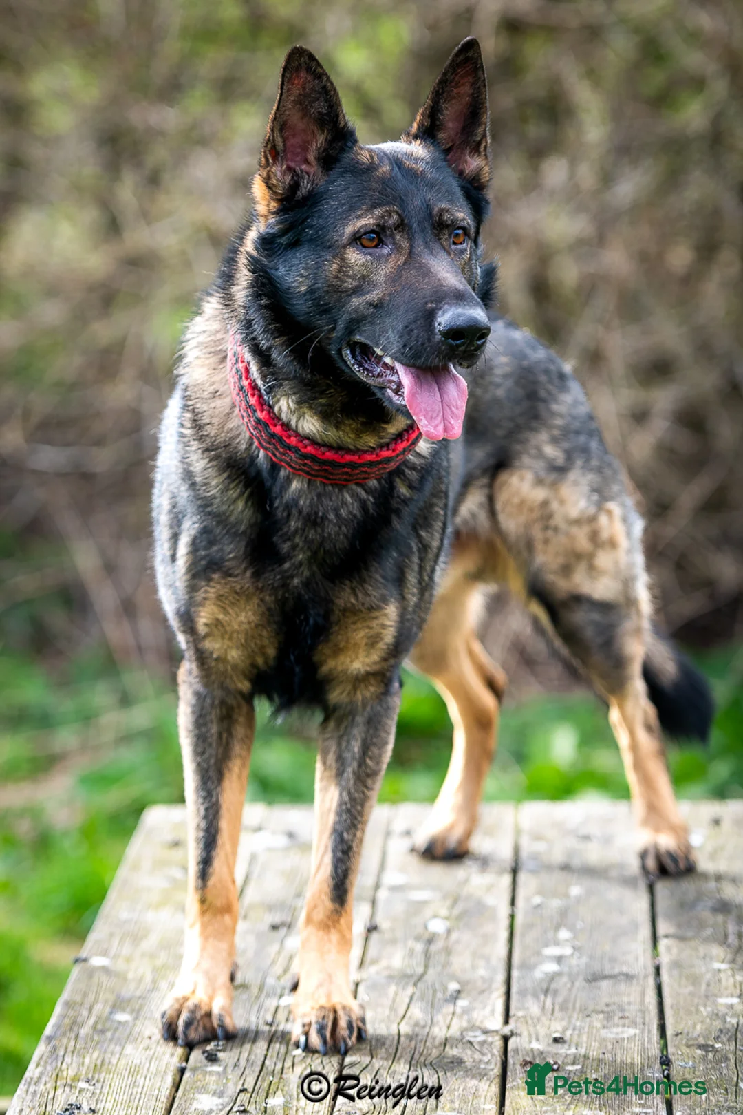 German Shepherd dogs for sale: Czech pedigree puppies from health tested parents in Hinckley - Advert 10