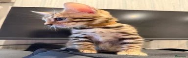 Bengal Kitten - brown