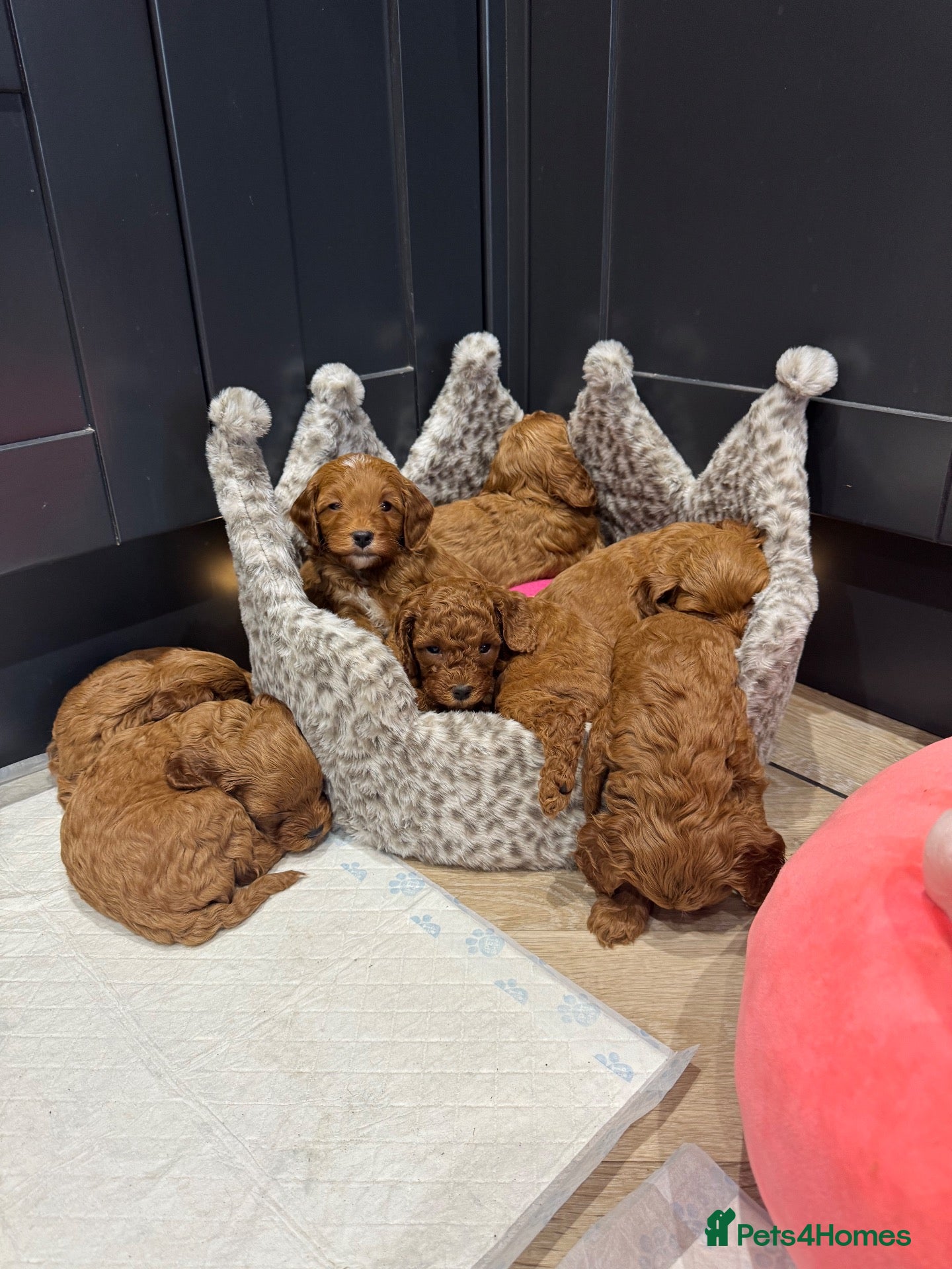 Miniature Poodle dogs for stud: William of Worcestershire non-fading poodle - Advert 1