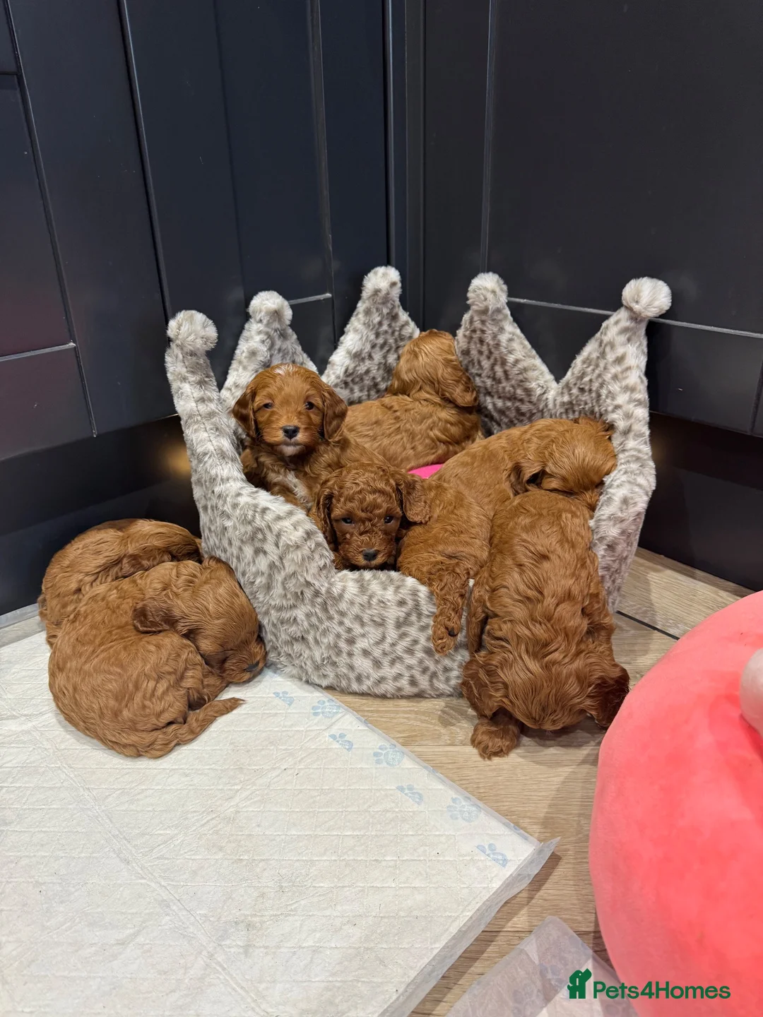 Miniature Poodle dogs for stud: William of Worcestershire non-fading poodle - Advert 1