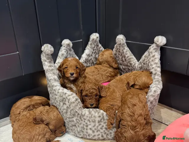 Miniature Poodle dogs for stud: William of Worcestershire non-fading poodle - Advert 1