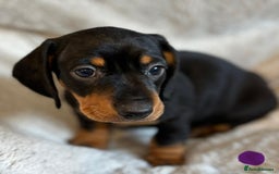 Miniature Dachshund dogs for sale: Adorable Miniature Dachshund Puppies - Image 24