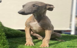 Whippet dogs for sale: Kc whippet pups  - Image 11