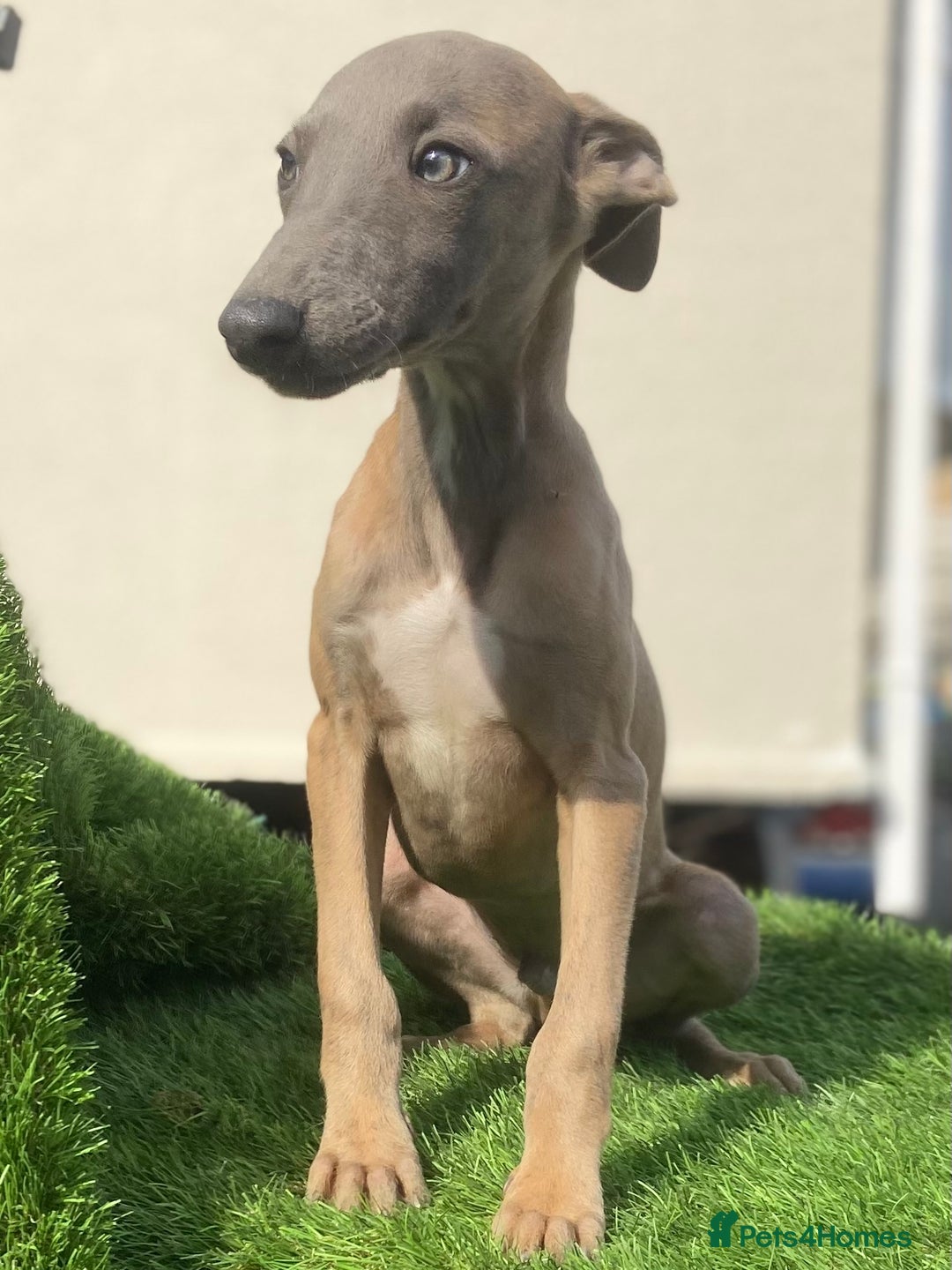 Whippet dogs for sale: Kc whippet pups  - Image 11