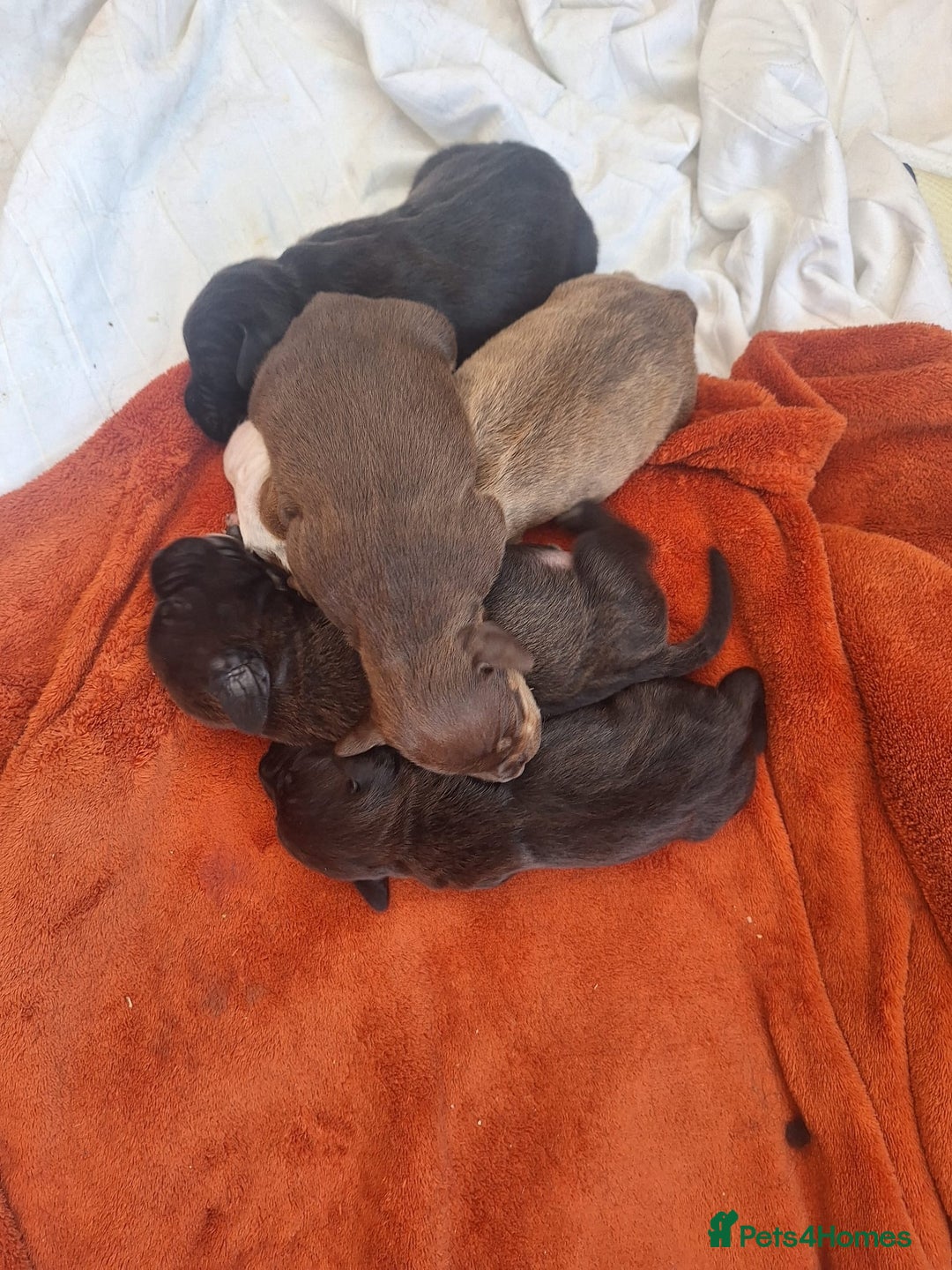 Mixed Breed dogs for sale: Bull sprocker puppies  - Advert 6