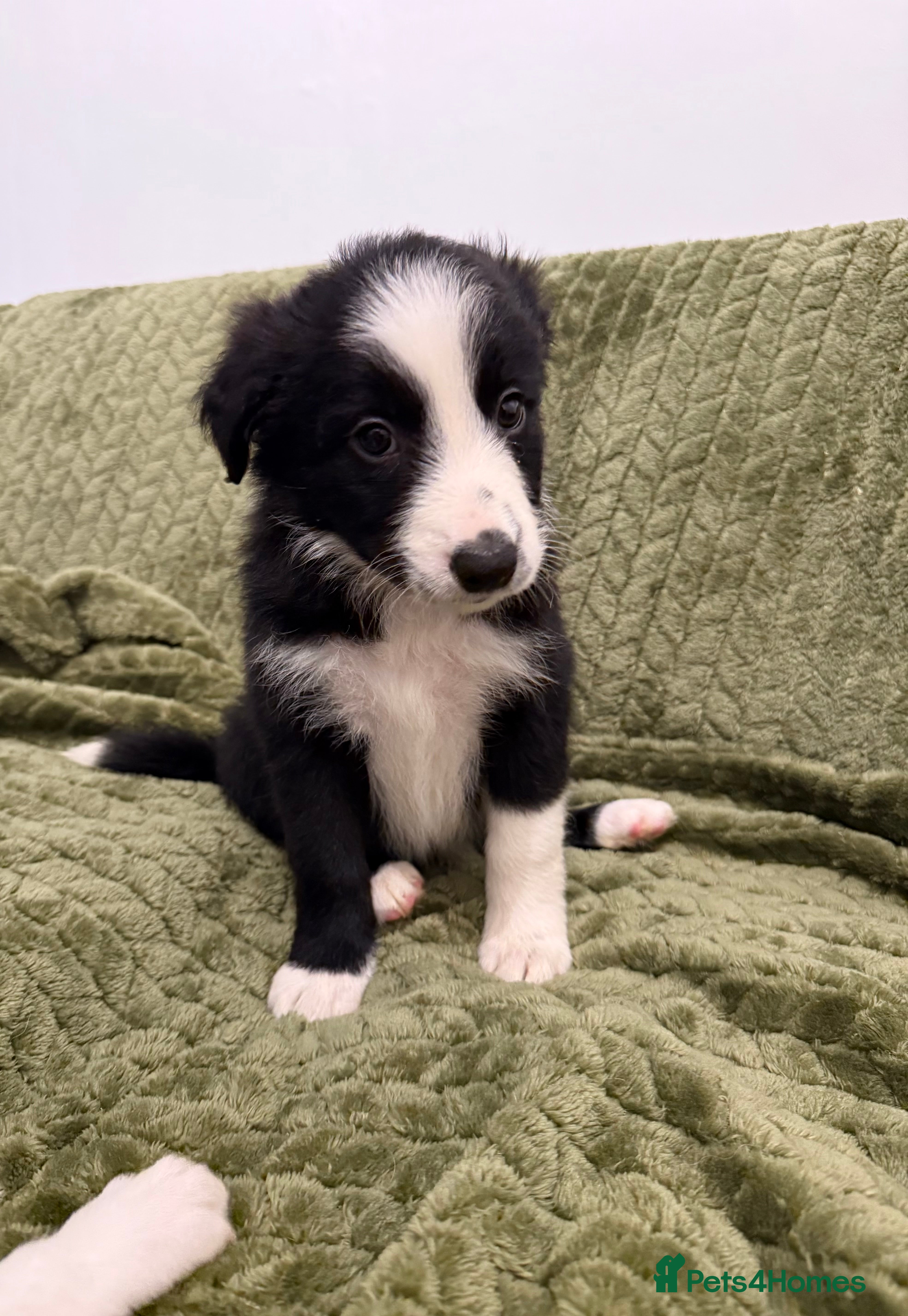 Border Collie dogs for sale: Health Tested parents, KC Reg, BAER tested pups - Advert 2