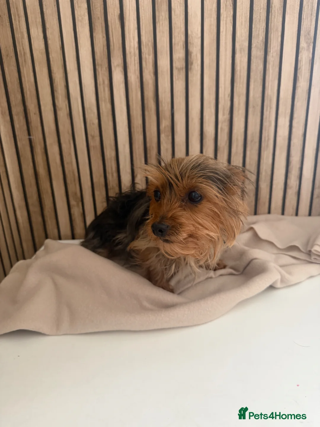 Yorkshire Terrier dogs for sale: Yorkshire terrier female  - Advert 11