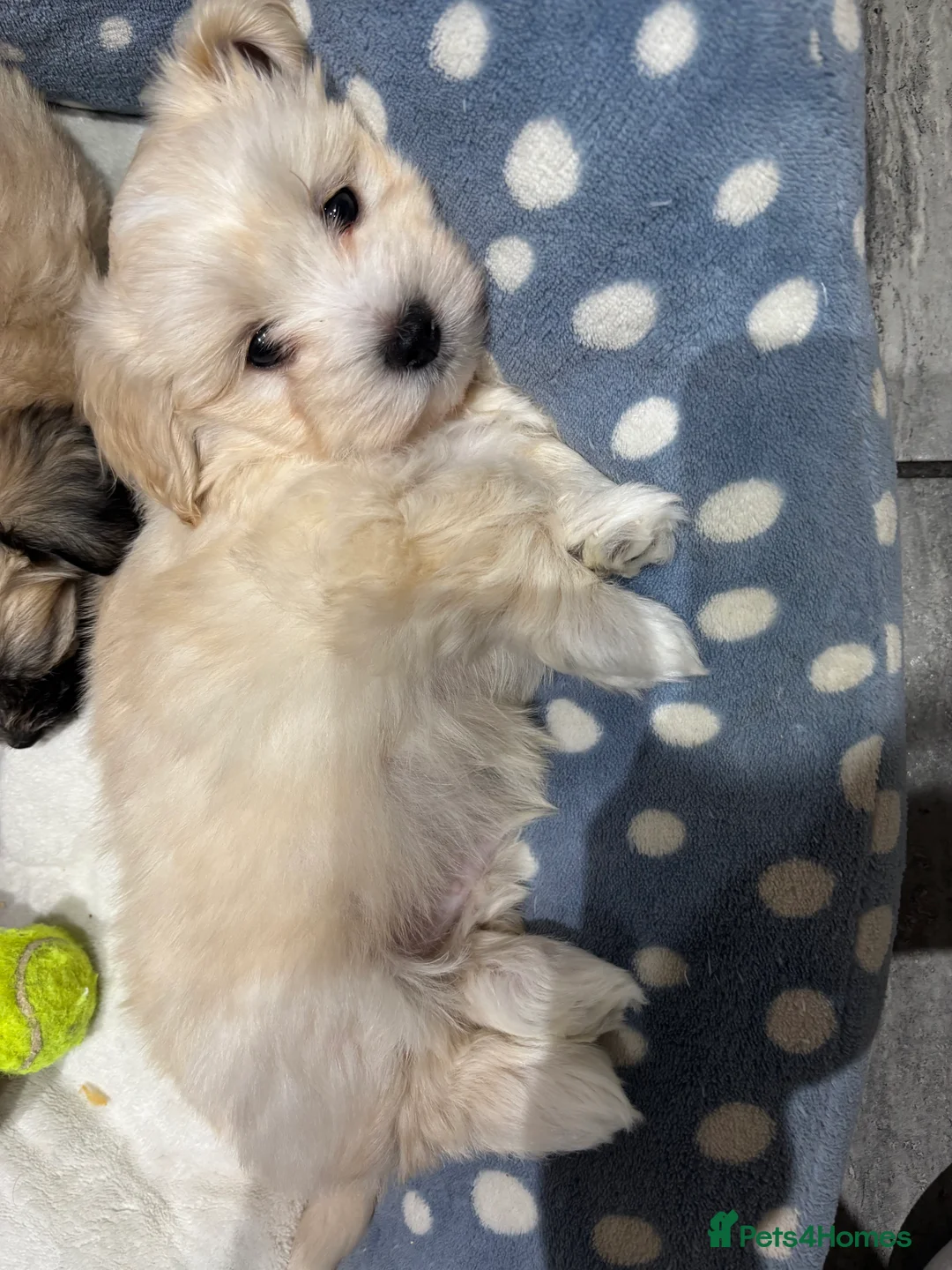 Maltipoo dogs for sale: Maltipoo - Advert 6