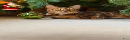 Bengal cats for sale: Lovely 4 year old bengal for rehoming in Twickenham - Advert 6