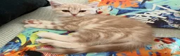 British Shorthair cats for sale: Pure breed British Shorthair Female - Advert 2