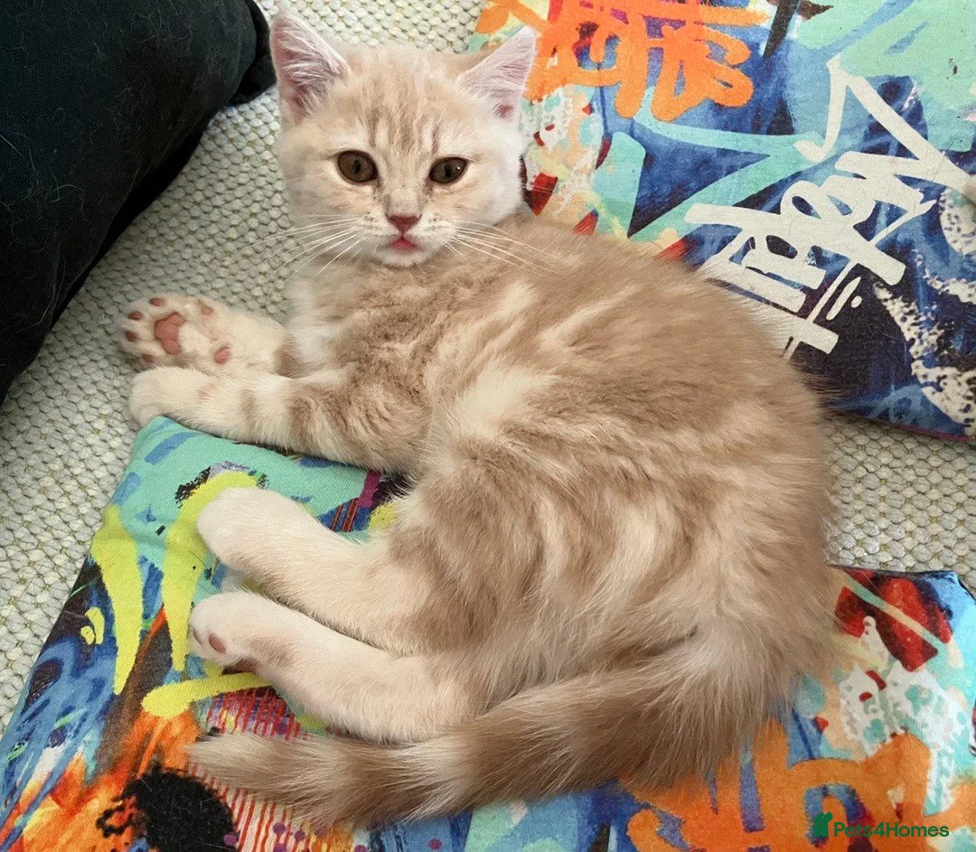British Shorthair cats for sale: Pure breed British Shorthair Female - Advert 2