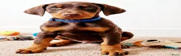 Dobermann dogs for sale: RKC Dobermann Puppies  - Advert 6