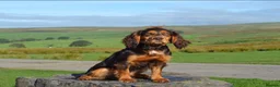 Cocker Spaniel dogs for stud: KC reg Working Cocker spaniel brown & tan in Treharris - Advert 7