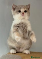 British Shorthair cats - Advert 4