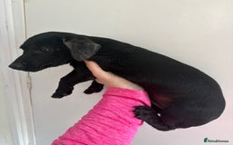 Jack Russell dogs for sale: Jack Russell puppy - Image 3