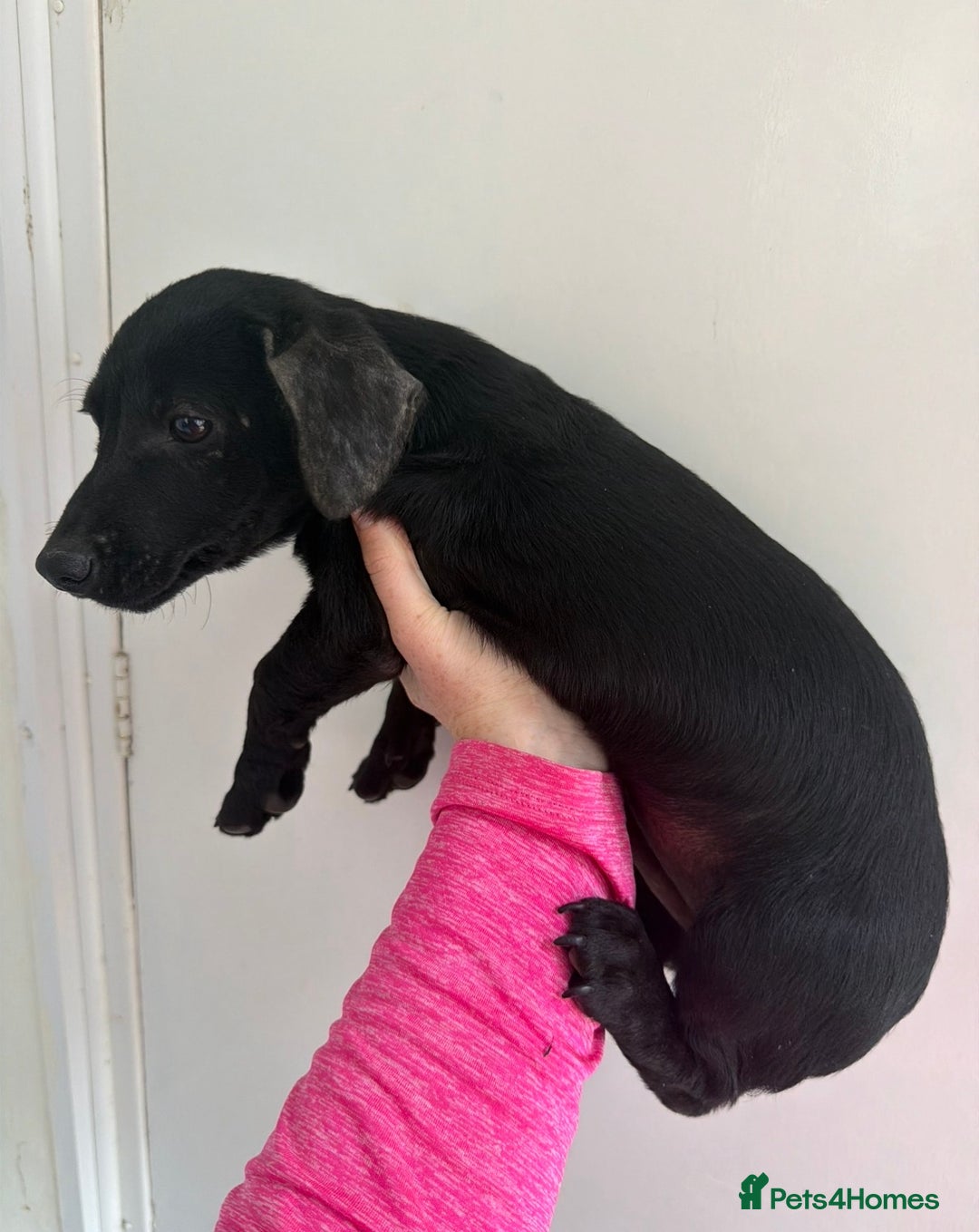 Jack Russell dogs for sale: Jack Russell puppy - Image 3