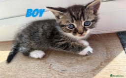 Mixed Breed cats for sale: 2 Tabby and 1 Grey Tabby and white kittens - Image 2