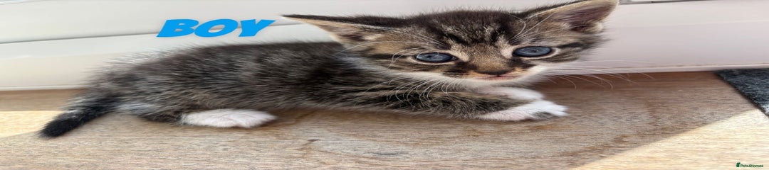 Mixed Breed Kitten 2