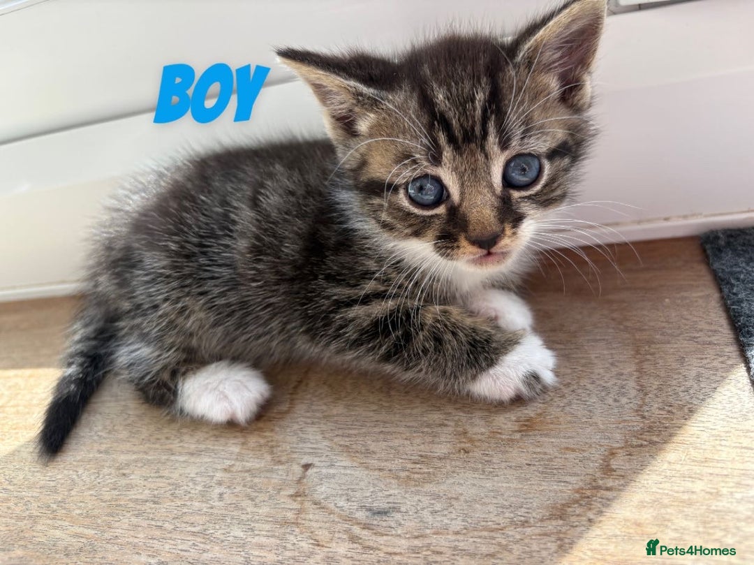 Mixed Breed cats for sale: 2 Tabby and 1 Grey Tabby and white kittens - Image 2