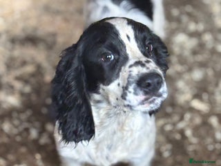 Sprocker dogs - Advert 32