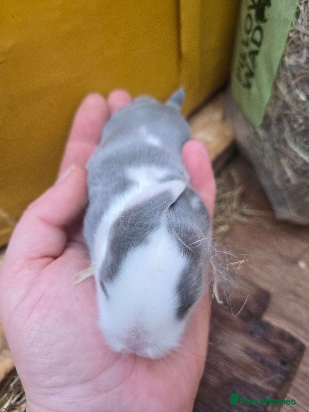 Mini Lop rabbits for sale: Stunning mini lop bunnies ready to secure!!! - Advert 3