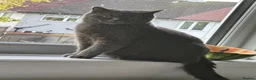 British Shorthair cats for sale: British shorthair kittens  - Advert 2