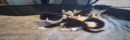 Mixed Breed cats for sale: Gorgeous mixed Breed kittens  - Advert 4