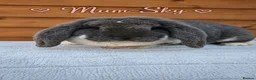 French Lop rabbits for sale: Beautiful French Lop Babies - Advert 12