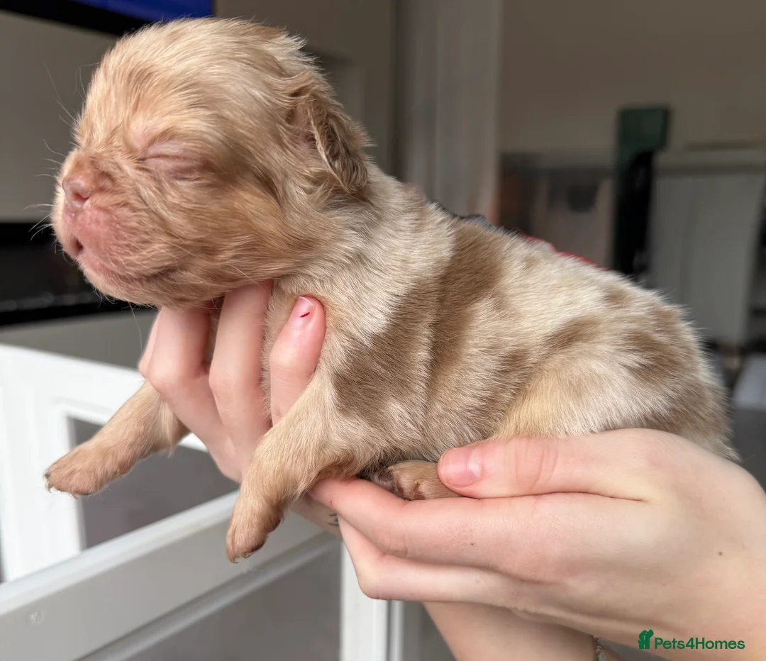 French Bulldog dogs for sale: Full fluffy frenchies  - Advert 22