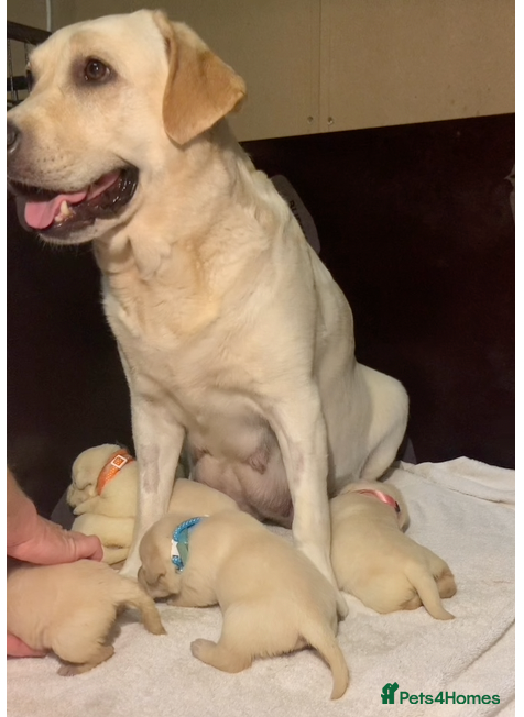 Labrador Retriever dogs Purebred Pedigree Show Line look Yellow Labrador - Advert 2